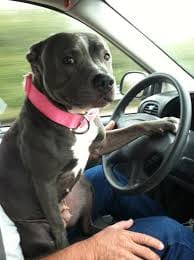Staffy Driving lessons Hinckley  Access